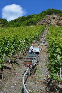 Weingut Scholtes Steillagenanbau