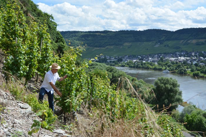 Weingut Scholtes Wie wir arbeiten Steillagenanbau